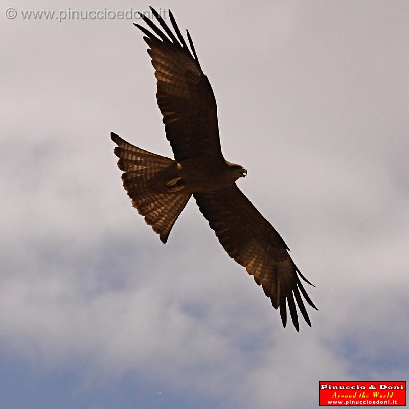 Ethiopia - 400 - Eagle.jpg